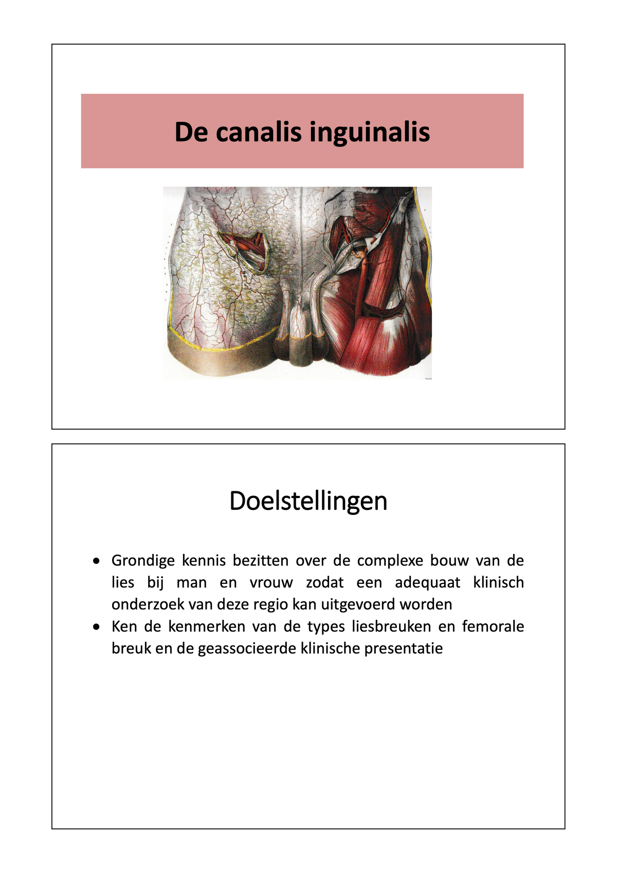 3e Bachelor: Ontwikkeling, voortplanting en verloskunde (anatomie)