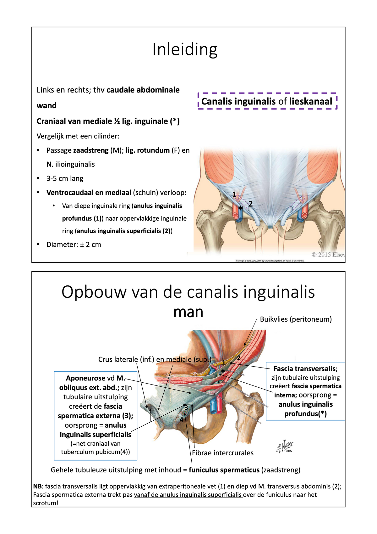 3e Bachelor: Ontwikkeling, voortplanting en verloskunde (anatomie)
