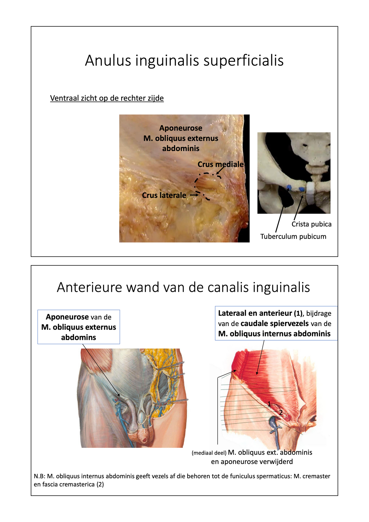 3e Bachelor: Ontwikkeling, voortplanting en verloskunde (anatomie)