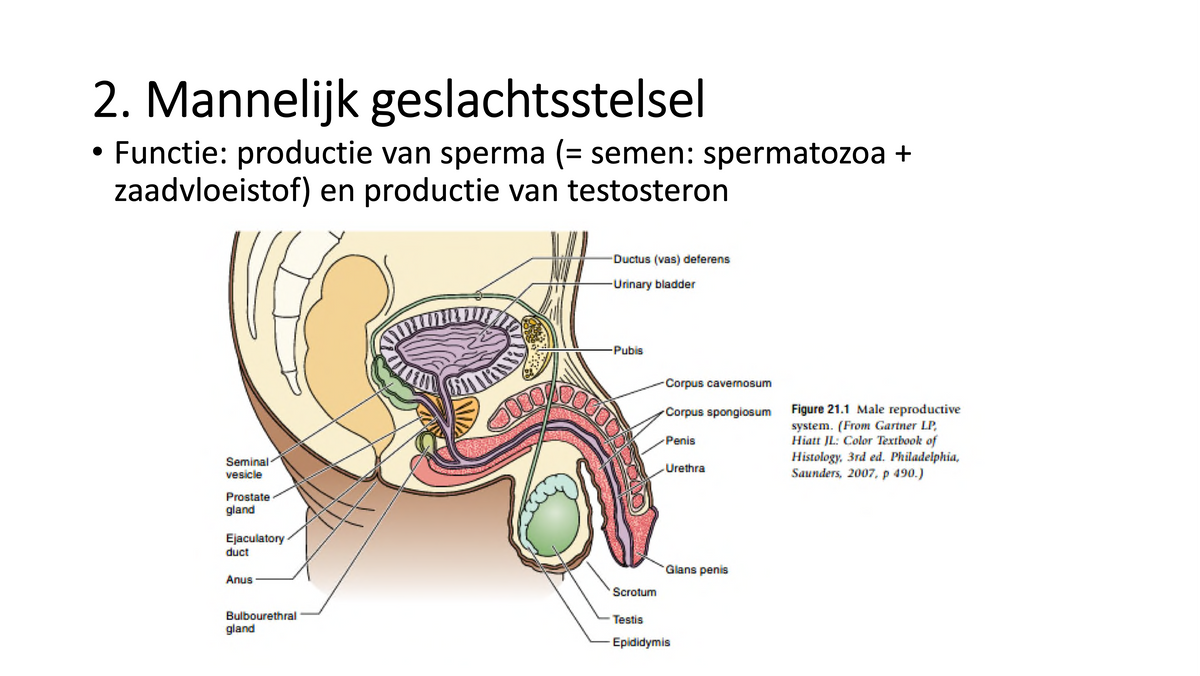3e Bachelor: Ontwikkeling, voortplanting en verloskunde (histologie - lesnota's + extra foto's)