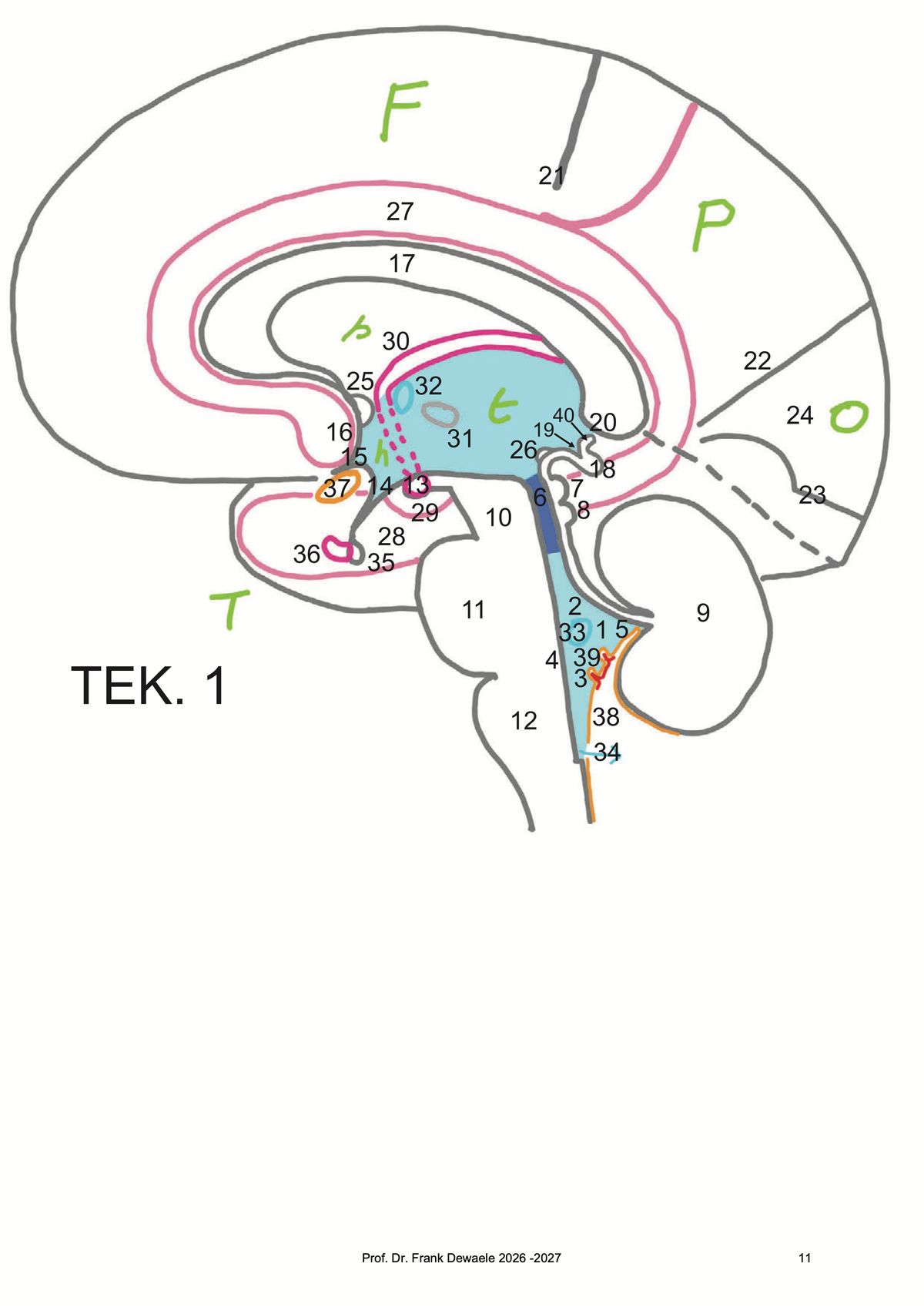 2e Bachelor: Zenuwstelsel en zintuigen (neuroanatomie)