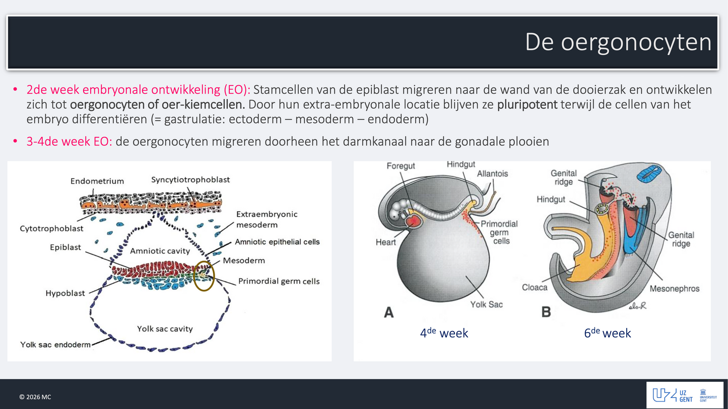 3e Bachelor: Ontwikkeling, voortplanting en verloskunde (embryologie)