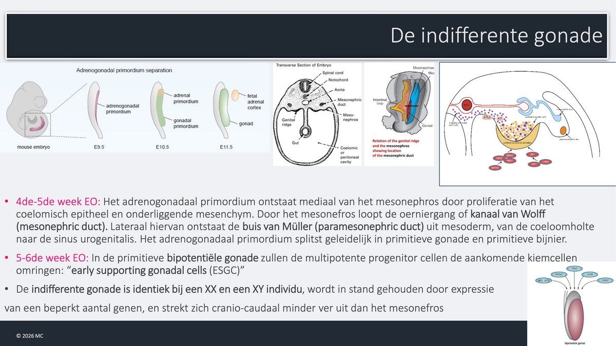 3e Bachelor: Ontwikkeling, voortplanting en verloskunde (embryologie)